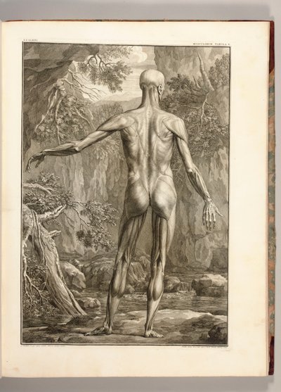 版画描绘了背部的肌肉群，1747年 作者 扬·旺德拉尔