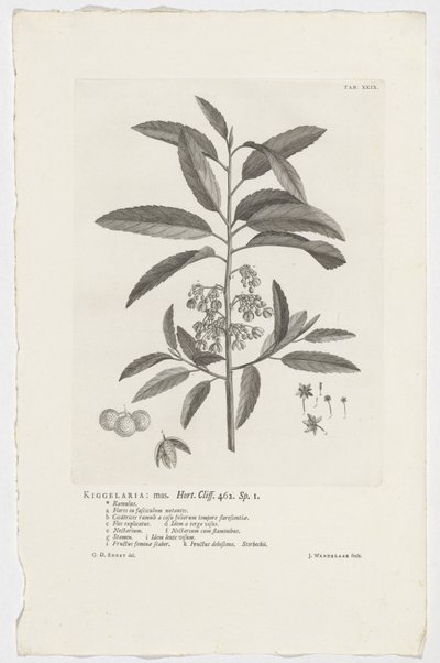 Kiggelaria africana
Kiggelaria: mas.Hort.Cliff.462. sp. 1 （标题在实物上） 作者 扬·旺德拉尔