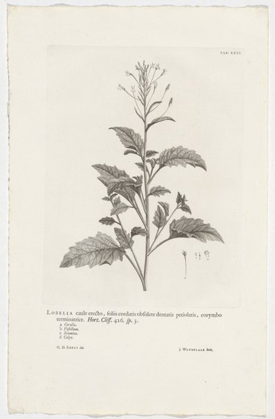 Lobelia cliffortiana
Lobelia caule erecto, foliis cordatis obsolete dentatis petiolatis, corymbo terminatrice.园艺。Cliff.426. sp. 3 （标题在对象上） 作者 扬·旺德拉尔