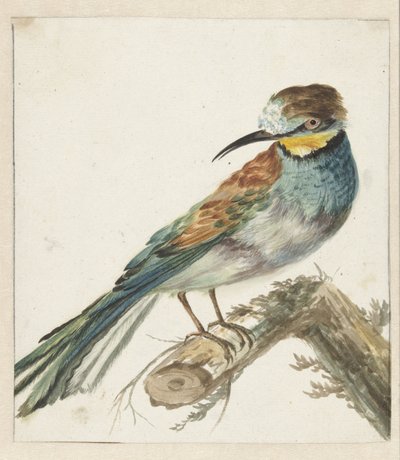 Vixenitter（Merops apiaster） 作者 Jan Baptist Weenix
