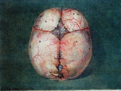 大脑，摘自菲利克斯-维克-阿泽尔（1748-94）的《大脑解剖学》。 作者 Jan或Joannes Ladmiral