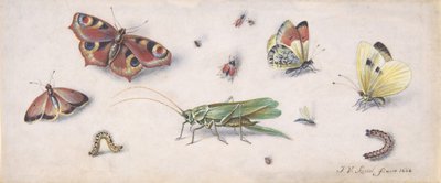 昆虫、蝴蝶和一只蚱蜢，17世纪。 作者 扬·范·凯塞尔（Jan van Kessel）