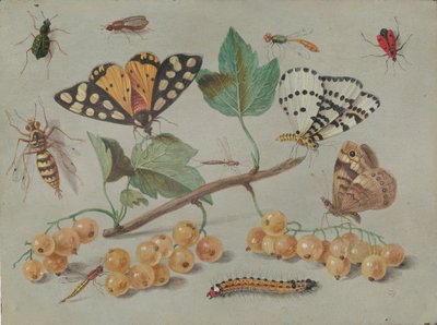 蝴蝶和昆虫的研究，约1655年。 作者 扬·范·凯塞尔（Jan van Kessel）