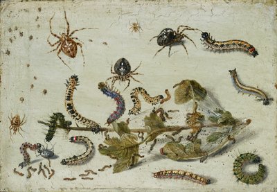 各种蜘蛛和毛毛虫，以及一枝醋栗，1650年代初 作者 扬·范·凯塞尔（Jan van Kessel）