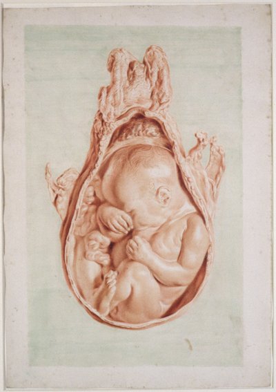 亨特女士658板块XII绘画威廉亨特（1718-83）“人体妊娠子宫剖析”，1774年（粉笔在纸上） 作者 扬·范·里姆斯迪克（Jan van Rymsdyk）