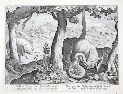 蛇用于大象狩猎，插图来自&39;Venationes，Ferarum，Avium，Piscium&39;（狩猎：野兽，鸟类，鱼类），由Jan Collaert（1566-1628）雕刻，酒吧。作者：菲利普斯加拉乌斯，阿姆斯特丹 作者 扬·范德·斯特雷特