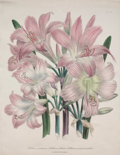 颠茄百合：Amaryllis belladonna 作者 Jane Loudon