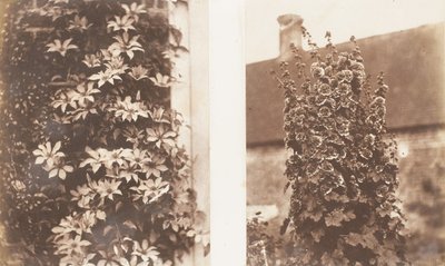 Clematis Cerulea, Hollyhocks, 1853-56. 作者 简·玛莎·圣·约翰