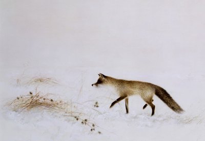 狐狸在雪中 作者 简·内维尔