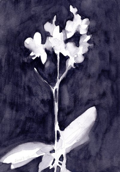 深蓝灰色的兰花印象，约2019年（纸本水彩画） 作者 贾内尔·布拉格