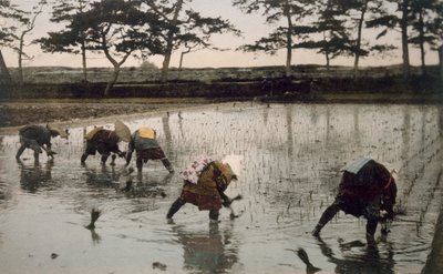 五个农民在稻田里重新种植水稻，19世纪90年代。 作者 日本摄影师