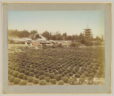 日本京都东寺塔和茶园（手绘黑白照片） 作者 日本摄影师
