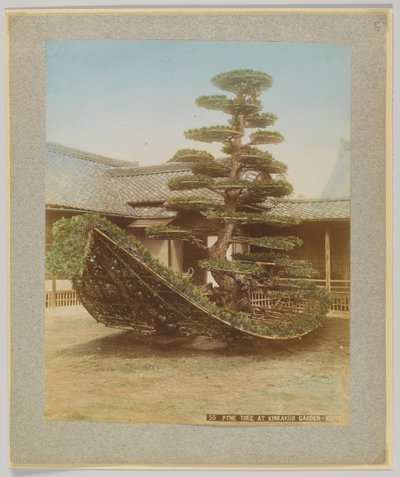 日本京都金阁寺花园的松树（手绘黑白照片 作者 日本摄影师