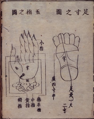 16029.b.5 fol.15v 手足穴位示意图，摘自日本对中国针灸著作《十三经法会》的注释，1341 年，华寿，京都 作者 日本学校
