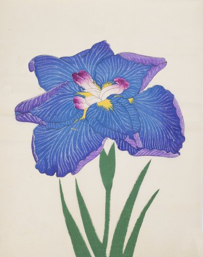 Azumabotan，第89号，1890年（彩色木版画） 作者 日本学校