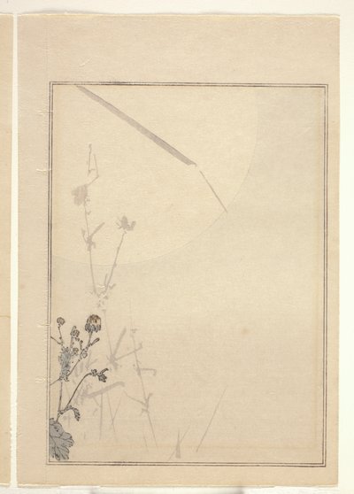 菊花（彩色木刻版画）（另见 374402） 作者 日本学校