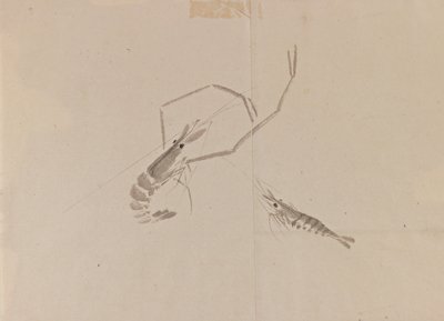 绘制两个小龙虾（墨水在纸上） 作者 日本学校