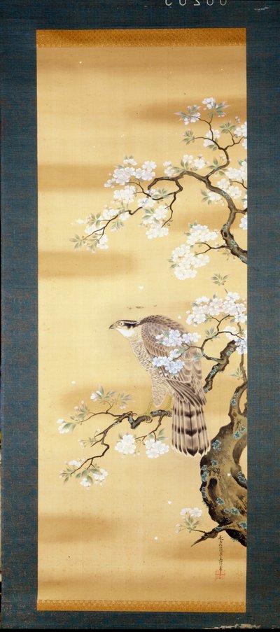 日本樱花树枝上的猎鹰盛开。 18世纪日本的丝绸画。 热那亚。 基奥松博物馆。 作者 日本学校