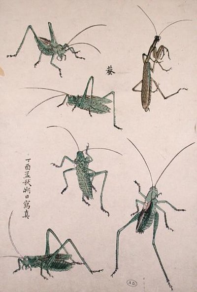 蚱蜢（彩色木版画） 作者 日本学校