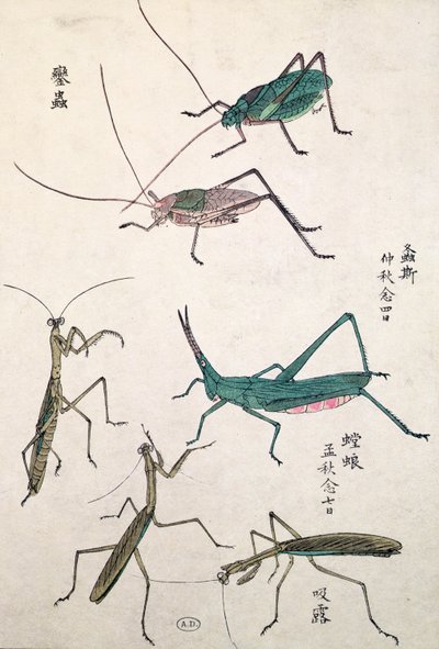 蚱蜢和螳螂（彩色木版画） 作者 日本学校
