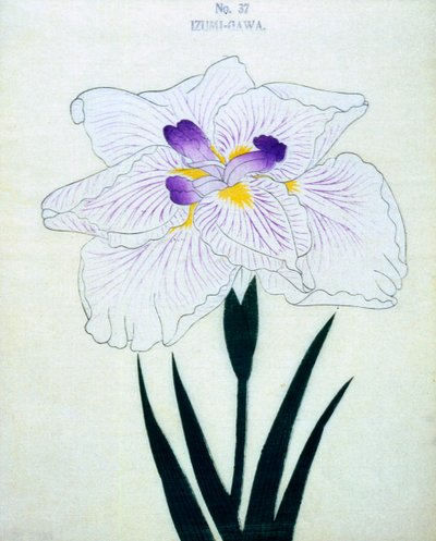 Izumi-Gawa，no.37,1898 作者 日本学校