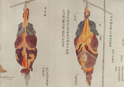 1796年酷刑受害者解剖的肺部，1842年Midori医生的makimono（笔和墨水和纸上的wc） 作者 日本学校