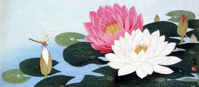 睡莲和蜻蜓 - 日本版画 作者 日本学校