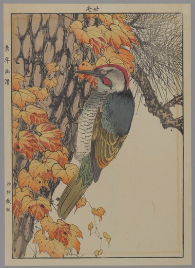 啄木鸟，1892年（彩色木版画） 作者 日本学校