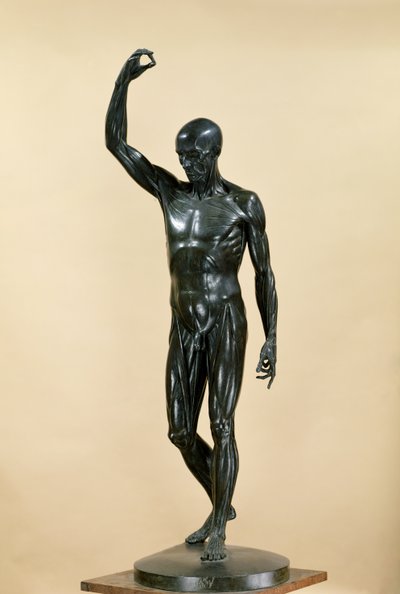Flayed Body（L&39;Ecorche）（青铜） 作者 Jean Antoine Houdon