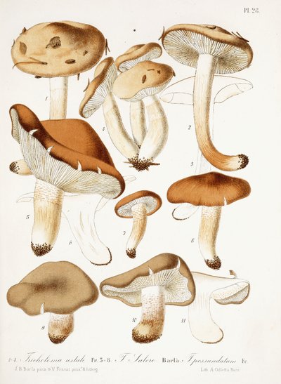 真菌，约1860-66年 作者 让·巴蒂斯特·巴拉（Jean Baptiste Barla）