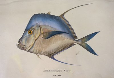 Argyreiosus vomer 作者 让·巴蒂斯特·德布雷特