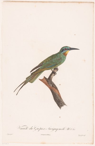 树枝上的雄性食蜂
Variété du Guêpier Savigny mâle。(物体上的标题） 作者 A.奥古斯特（可能）