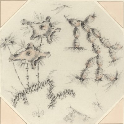 竹花和仙人掌 作者 让·巴蒂斯特·皮列曼