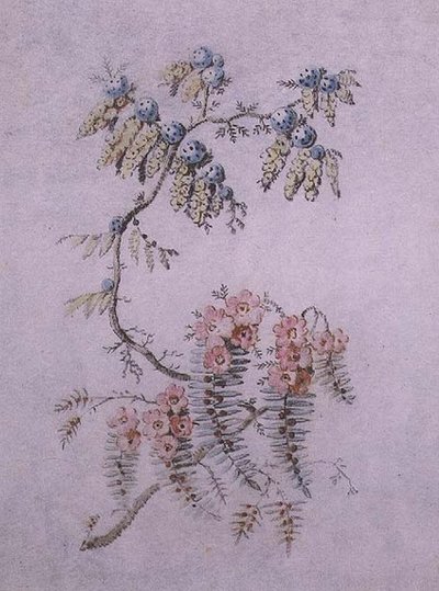 花和浆果的装饰性研究 作者 让·巴蒂斯特·皮列曼
