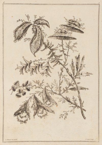 花枝 作者 让·巴蒂斯特·皮列曼