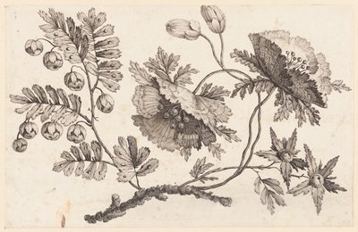 花枝，选自《中国花卉集 作者 让·巴蒂斯特·皮列曼