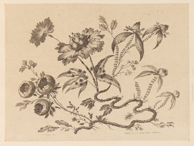 花枝，摘自《中国品味的不同花饰集》（Recueil de Differentes Fleurs de Fantaisie Dans le Goût Chinois）。 作者 让·巴蒂斯特·皮列曼