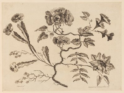 花枝，选自《中国风味不同花卉集 作者 让·巴蒂斯特·皮列曼