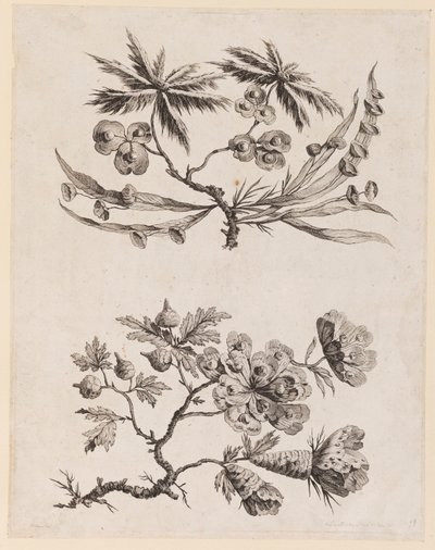 来自《中国花草集》的花枝 作者 让·巴蒂斯特·皮列曼