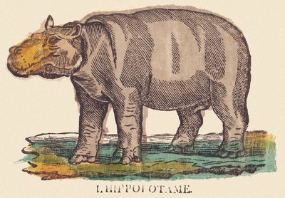 河马，约 1840-1852 年（石版画） 作者 让-巴蒂斯特·蒂博
