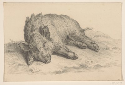 卧姿野猪 作者 Jean Bernard