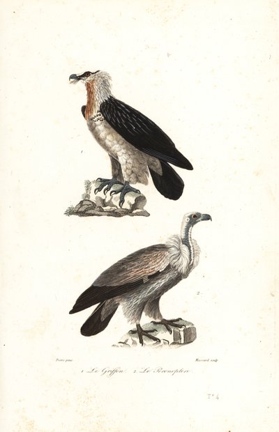 Bearded eagle and Eurasia griffon. 作者 让·加布里埃尔（后）普雷特