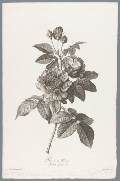 法国袋鼠 普罗万玫瑰 / Rosa Gallica L.（物体上的标题） 取自大自然的花朵 (...)（系列标题） 作者 杰拉德范斯潘东克