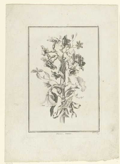 水仙和蓼属植物花束
纳西斯，瓦卢比利斯（物品上的标题）
第 II Cahier de Bouquets（系列标题） 作者 雅克·弗朗索瓦·舍罗