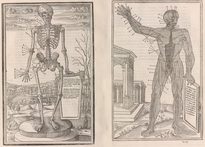 De dissectione partium corporis humani libri tres, 1545年 作者 埃斯蒂安德拉里维埃