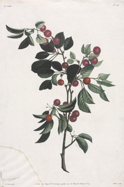 花果采集：早樱桃树枝 作者 Jean-Louis Prevost