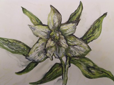 绿色兰花 作者 珍妮特·斯坦