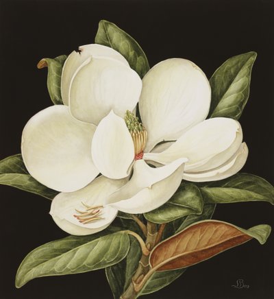 Magnolia Grandiflora，2003（wc on paper） 作者 珍妮·巴伦（Jenny Barron）