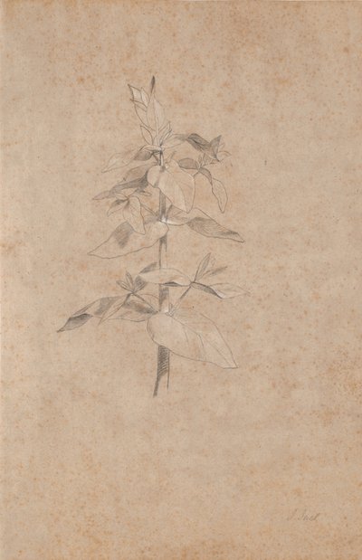 植物研究 作者 詹斯·尤尔