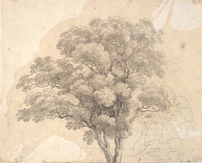 树冠研究 作者 詹斯·尤尔